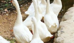 网红大鹅吃瓜,揭秘娱乐圈幕后真相